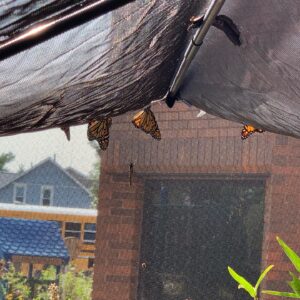 Monarchs in Outdoor Classroom