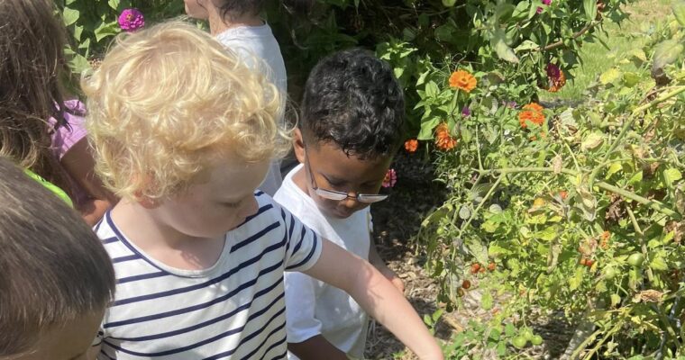 Hiawatha 1st grade learning garden