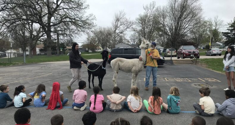 Alpacas