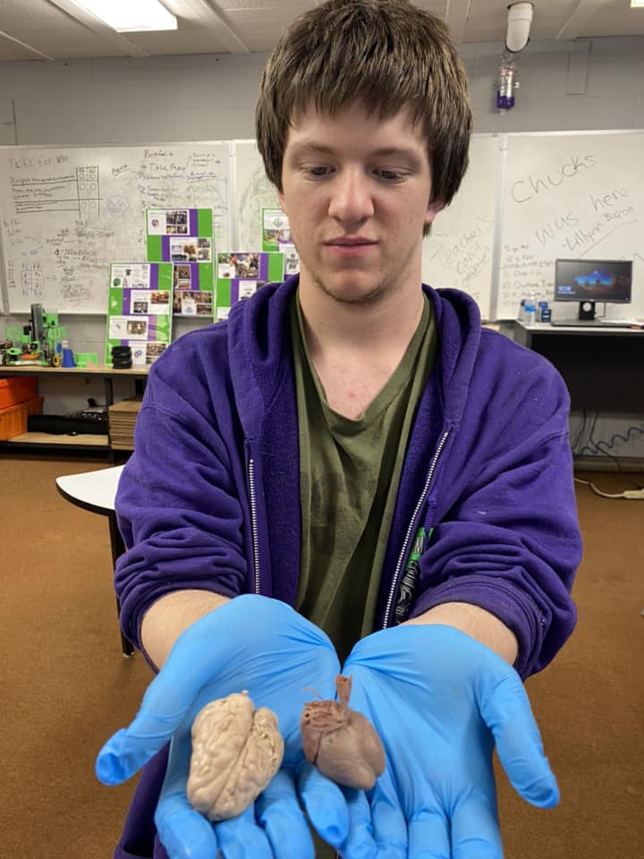 Examining the fetal pig brain & heart.